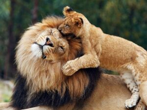 Лев и Львенок фото
